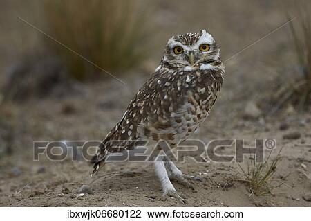 Stock Image - Burrowing owl (Athene cunicularia) sitting on sandy ground, Punta Norte, Valdes Peninsula, Argentina, South America. Fotosearch