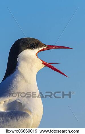 Calling Arctic tern (Sterna paradisaea), portrait, Eidersperrwerk, Tönning, Schleswig-Holstein, Germany, Europe View Large Photo Image Stock Photo - Calling Arctic tern (Sterna paradisaea), portrait, Eidersperrwerk, Tönning, Schleswig-Holstein, Germany, Europe. Fotosearch