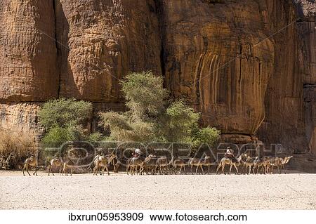 Stock Photo - Camel caravan, Guelta d'Archei waterhole, Ennedi plateau, Chad, Africa. Fotosearch