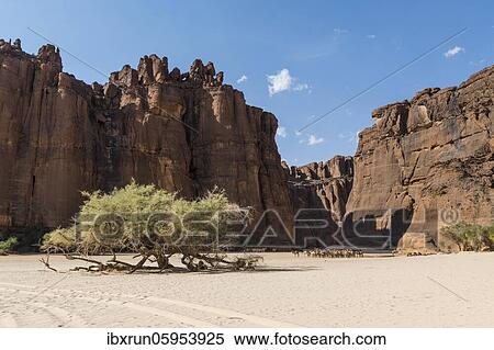 Camel herd at Guelta d'Archei waterhole, Ennedi plateau, Chad, Africa View Large Photo Image Stock Photography - Camel herd at Guelta d'Archei waterhole, Ennedi plateau, Chad, Africa. Fotosearch
