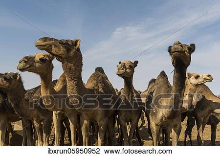 Camel herd, Ennedi plateau, Chad, Africa View Large Photo Image Stock Image - Camel herd, Ennedi plateau, Chad, Africa. Fotosearch