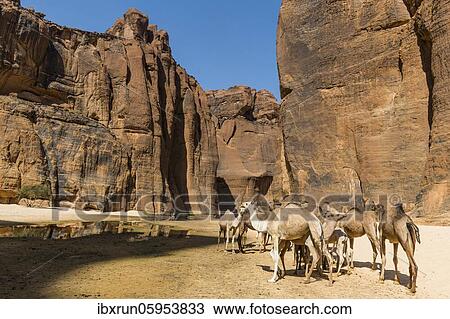 Camel herd, Guelta d'Archei waterhole, rock gorge, Ennedi plateau, Chad, Africa View Large Photo Image Stock Image - Camel herd, Guelta d'Archei waterhole, rock gorge, Ennedi plateau, Chad, Africa. Fotosearch
