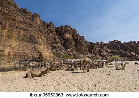 Camel herd, Guelta d'Archei waterhole, Ennedi plateau, Chad, Africa View Large Photo Image Stock Image - Camel herd, Guelta d'Archei waterhole, Ennedi plateau, Chad, Africa. Fotosearch