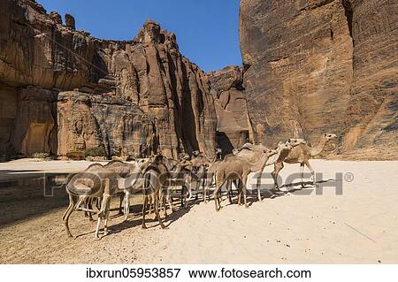 Camel herd, Guelta d'Archei waterhole, rock gorge, Ennedi plateau, Chad, Africa View Large Photo Image Stock Photo - Camel herd, Guelta d'Archei waterhole, rock gorge, Ennedi plateau, Chad, Africa. Fotosearch