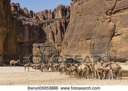Camel herd, Guelta d'Archei waterhole, Ennedi plateau, Chad, Africa View Large Photo Image Stock Photograph - Camel herd, Guelta d'Archei waterhole, Ennedi plateau, Chad, Africa. Fotosearch
