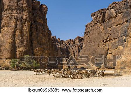 Camel herd, Guelta d'Archei waterhole, Ennedi plateau, Chad, Africa View Large Photo Image Stock Photography - Camel herd, Guelta d'Archei waterhole, Ennedi plateau, Chad, Africa. Fotosearch