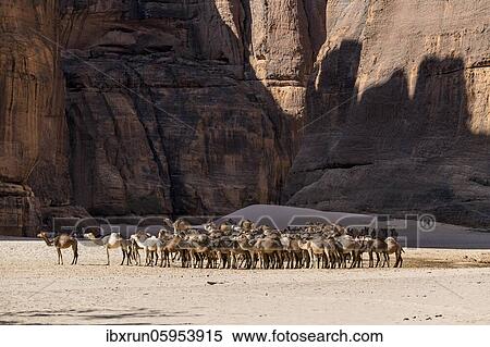 Camel herd, Guelta d'Archei waterhole, Ennedi plateau, Chad, Africa View Large Photo Image Stock Photography - Camel herd, Guelta d'Archei waterhole, Ennedi plateau, Chad, Africa. Fotosearch