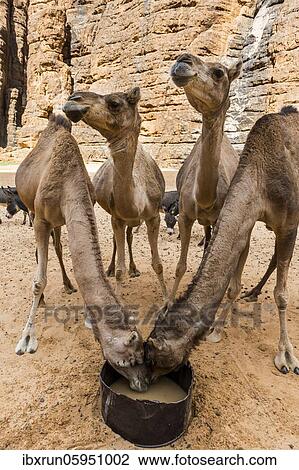 Stock Image - Camels drinking water, Ouinimia Amphitheater, Ennedi plateau, Chad, Africa. Fotosearch