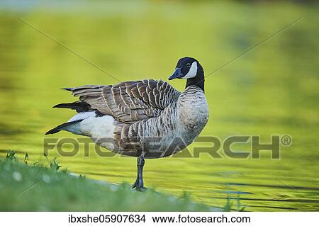 Canada goose (Branta canadensis), at the shore of a lake, Franconia, Bavaria, Germany, Europe View Large Photo Image Picture - Canada goose (Branta canadensis), at the shore of a lake, Franconia, Bavaria, Germany, Europe. Fotosearch