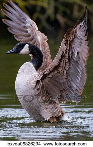 Canada goose (Branta canadensis) in the water flapping its wings, Germany, Europe View Large Photo Image Picture - Canada goose (Branta canadensis) in the water flapping its wings, Germany, Europe. Fotosearch