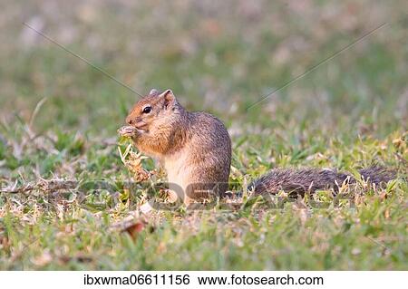 Stock Photograph - Cape ground squirrel (Xerus inauris), feeding, Etosha National Park, Namibia, Africa. Fotosearch
