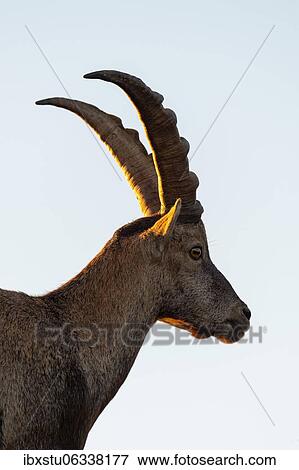 Stock Photo - Capricorn (Capra ibex), Capricorn against the light, Bernese Oberland, Switzerland, Europe. Fotosearch