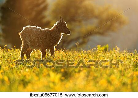 Capricorn (Capra ibex), young animal changing coat in flower meadow, back light View Large Photo Image Stock Photography - Capricorn (Capra ibex), young animal changing coat in flower meadow, back light. Fotosearch