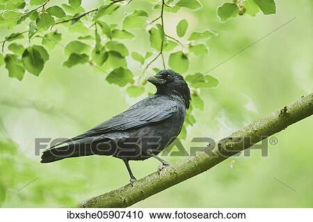 Carrion crow (Corvus corone), sitting on a branch, Bavaria, Germany, Europe View Large Photo Image Stock Image - Carrion crow (Corvus corone), sitting on a branch, Bavaria, Germany, Europe. Fotosearch