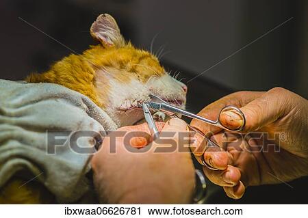 Cat (Felis catus), suturing a surgical wound, Dornstadt, Baden-Württemberg, Germany, Europe View Large Photo Image Stock Image - Cat (Felis catus), suturing a surgical wound, Dornstadt, Baden-Württemberg, Germany, Europe. Fotosearch