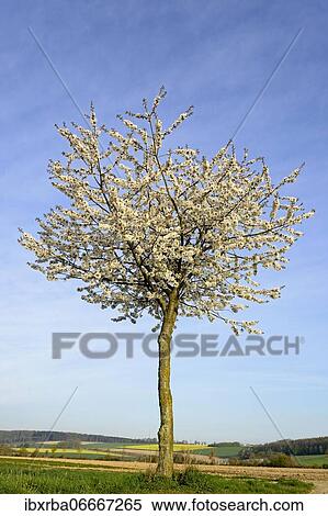 Cherry tree (Prunus) in blossom, North Rhine-Westphalia, Germany, Europe View Large Photo Image Stock Photography - Cherry tree (Prunus) in blossom, North Rhine-Westphalia, Germany, Europe. Fotosearch