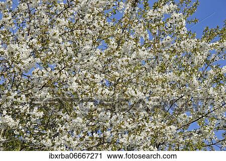 Cherry tree (Prunus), tree crown with white blossoms, blue sky, North Rhine-Westphalia, Germany, Europe View Large Photo Image Stock Image - Cherry tree (Prunus), tree crown with white blossoms, blue sky, North Rhine-Westphalia, Germany, Europe. Fotosearch