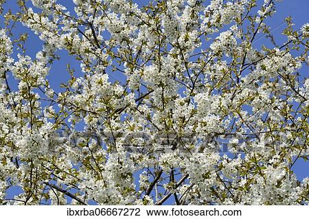 Cherry tree (Prunus), tree crown with white blossoms, blue sky, North Rhine-Westphalia, Germany, Europe View Large Photo Image Stock Image - Cherry tree (Prunus), tree crown with white blossoms, blue sky, North Rhine-Westphalia, Germany, Europe. Fotosearch