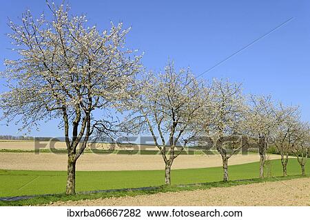 Stock Image - Cherry trees (Prunus) in blossom on a country road, blue sky, North Rhine-Westphalia, Germany, Europe. Fotosearch