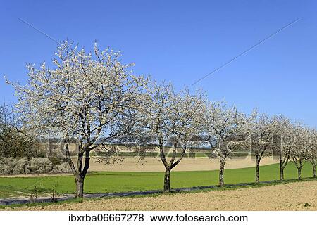 Cherry trees (Prunus) in blossom on a country road, blue sky, North Rhine-Westphalia, Germany, Europe View Large Photo Image Stock Photo - Cherry trees (Prunus) in blossom on a country road, blue sky, North Rhine-Westphalia, Germany, Europe. Fotosearch