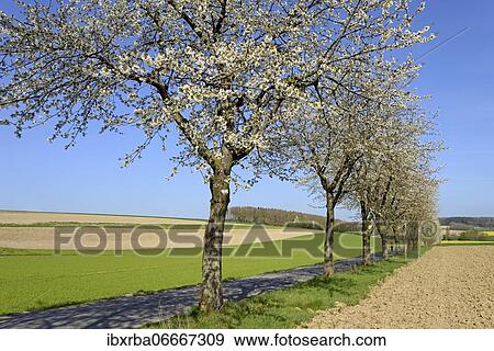 Stock Photo - Cherry trees (Prunus) in blossom on a country road, blue sky, North Rhine-Westphalia, Germany, Europe. Fotosearch