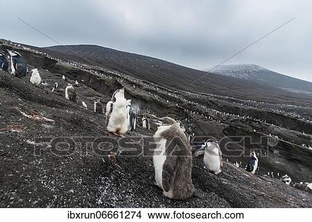Chinstrap Penguin chick (Pygoscelis antarctica) on a black volcanic beach, Saunders island, South Sandwich islands, Antarctica View Large Photo Image Picture - Chinstrap Penguin chick (Pygoscelis antarctica) on a black volcanic beach, Saunders island, South Sandwich islands, Antarctica. Fotosearch