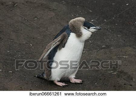 Stock Image - Chinstrap Penguin chick (Pygoscelis antarctica) on a black volcanic beach, Saunders island, South Sandwich islands, Antarctica. Fotosearch