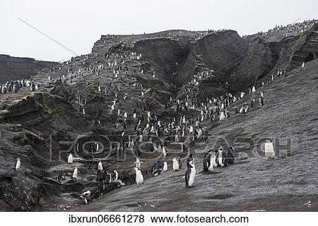 Chinstrap Penguin colony (Pygoscelis antarctica), Saunders island, South Sandwich islands, Antarctica View Large Photo Image Stock Photo - Chinstrap Penguin colony (Pygoscelis antarctica), Saunders island, South Sandwich islands, Antarctica. Fotosearch