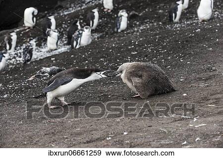 Chinstrap Penguin (Pygoscelis antarctica) feeding its chicks, Saunders island, South Sandwich islands, Antarctica View Large Photo Image Stock Photo - Chinstrap Penguin (Pygoscelis antarctica) feeding its chicks, Saunders island, South Sandwich islands, Antarctica. Fotosearch