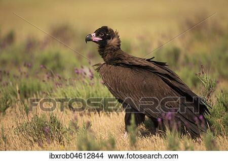 Cinereous vulture (Aegypius monachus) on steppe meadow with crested lavender, endangered species, Extremadura, Spain, Europe View Large Photo Image Picture - Cinereous vulture (Aegypius monachus) on steppe meadow with crested lavender, endangered species, Extremadura, Spain, Europe. Fotosearch