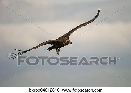Stock Image - Cinereous vulture (Aegypius monachus) approaching, endangered species, Extremadura, Spain, Europe. Fotosearch