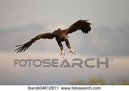 Cinereous vulture (Aegypius monachus) approaching, endangered species, Extremadura, Spain, Europe View Large Photo Image Stock Image - Cinereous vulture (Aegypius monachus) approaching, endangered species, Extremadura, Spain, Europe. Fotosearch