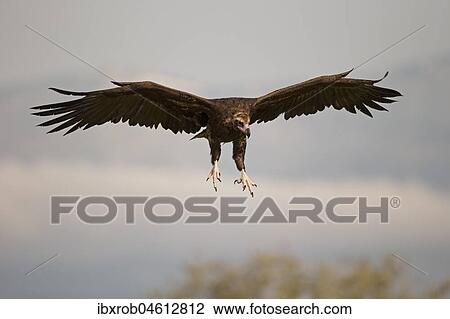 Cinereous vulture (Aegypius monachus) approaching, endangered species, Extremadura, Spain, Europe View Large Photo Image Stock Image - Cinereous vulture (Aegypius monachus) approaching, endangered species, Extremadura, Spain, Europe. Fotosearch
