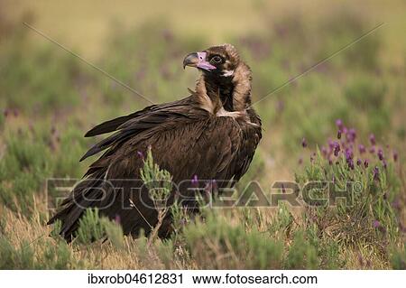 Stock Image - Cinereous vulture (Aegypius monachus) on steppe meadow with crested lavender, endangered species, Extremadura, Spain, Europe. Fotosearch