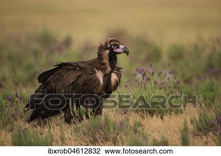 Stock Image - Cinereous vulture (Aegypius monachus) on steppe meadow with crested lavender, endangered species, Extremadura, Spain, Europe. Fotosearch