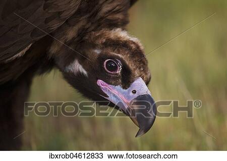 Stock Image - Cinereous vulture (Aegypius monachus) portrait, endangered species, Extremadura, Spain, Europe. Fotosearch
