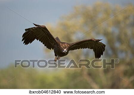 Cinereous vulture (Aegypius monachus) approaching, endangered species, Extremadura, Spain, Europe View Large Photo Image Stock Image - Cinereous vulture (Aegypius monachus) approaching, endangered species, Extremadura, Spain, Europe. Fotosearch