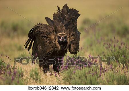 Cinereous vulture (Aegypius monachus) on steppe meadow with crested lavender, endangered species, Extremadura, Spain, Europe View Large Photo Image Stock Image - Cinereous vulture (Aegypius monachus) on steppe meadow with crested lavender, endangered species, Extremadura, Spain, Europe. Fotosearch