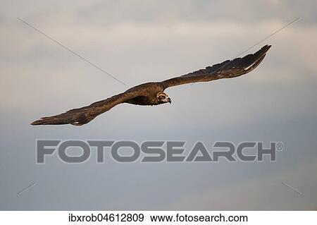 Stock Photo - Cinereous vulture (Aegypius monachus) approaching, endangered species, Extremadura, Spain, Europe. Fotosearch