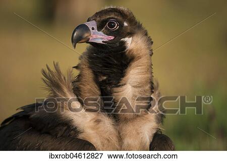 Cinereous vulture (Aegypius monachus) portrait, endangered species, Extremadura, Spain, Europe View Large Photo Image Stock Photo - Cinereous vulture (Aegypius monachus) portrait, endangered species, Extremadura, Spain, Europe. Fotosearch