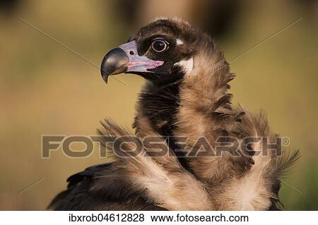 Cinereous vulture (Aegypius monachus) portrait, endangered species, Extremadura, Spain, Europe View Large Photo Image Stock Photo - Cinereous vulture (Aegypius monachus) portrait, endangered species, Extremadura, Spain, Europe. Fotosearch