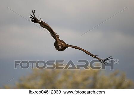 Cinereous vulture (Aegypius monachus) approaching, endangered species, Extremadura, Spain, Europe View Large Photo Image Stock Photo - Cinereous vulture (Aegypius monachus) approaching, endangered species, Extremadura, Spain, Europe. Fotosearch
