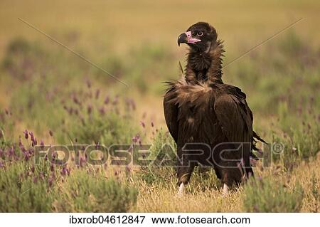 Cinereous vulture (Aegypius monachus) on steppe meadow with crested lavender, endangered species, Extremadura, Spain, Europe View Large Photo Image Stock Photo - Cinereous vulture (Aegypius monachus) on steppe meadow with crested lavender, endangered species, Extremadura, Spain, Europe. Fotosearch