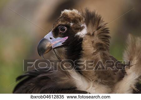Cinereous vulture (Aegypius monachus) portrait, endangered species, Extremadura, Spain, Europe View Large Photo Image Stock Photography - Cinereous vulture (Aegypius monachus) portrait, endangered species, Extremadura, Spain, Europe. Fotosearch
