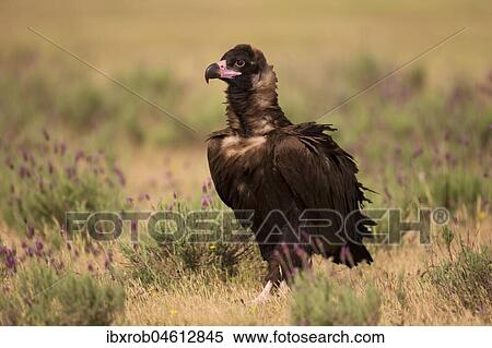 Cinereous vulture (Aegypius monachus) on steppe meadow with crested lavender, endangered species, Extremadura, Spain, Europe View Large Photo Image Stock Photography - Cinereous vulture (Aegypius monachus) on steppe meadow with crested lavender, endangered species, Extremadura, Spain, Europe. Fotosearch