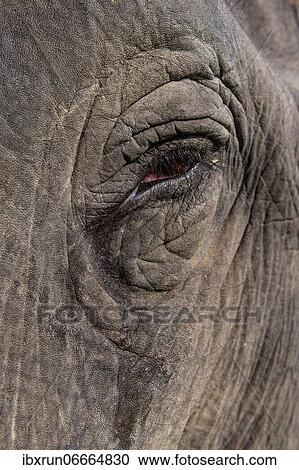 Close up of an Asian elephant (Elephas maximus), Unesco world heritage site, Kaziranga National Park, Assam, India, Asia View Large Photo Image Stock Image - Close up of an Asian elephant (Elephas maximus), Unesco world heritage site, Kaziranga National Park, Assam, India, Asia. Fotosearch