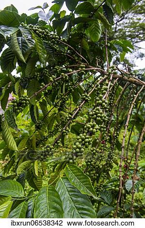 Stock Image - Close up of coffee beans (Rubiaceae) on a coffee plantation in the jungle of Sao Tome, Sao Tome and Principe, Atlantic ocean, Africa. Fotosearch