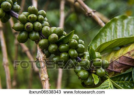 Close up of coffee beans (Rubiaceae) on a coffee plantation in the jungle of Sao Tome, Sao Tome and Principe, Atlantic ocean, Africa View Large Photo Image Stock Image - Close up of coffee beans (Rubiaceae) on a coffee plantation in the jungle of Sao Tome, Sao Tome and Principe, Atlantic ocean, Africa. Fotosearch