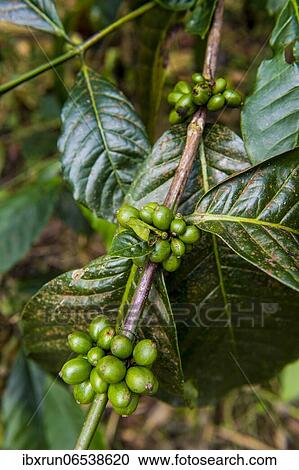 Close up of coffee beans (Rubiaceae) on a coffee plantation in the jungle of Sao Tome, Sao Tome and Principe, Atlantic ocean, Africa View Large Photo Image Stock Image - Close up of coffee beans (Rubiaceae) on a coffee plantation in the jungle of Sao Tome, Sao Tome and Principe, Atlantic ocean, Africa. Fotosearch