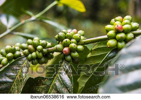 Close up of coffee beans (Rubiaceae) on a coffee plantation in the jungle of Sao Tome, Sao Tome and Principe, Atlantic ocean, Africa View Large Photo Image Stock Photograph - Close up of coffee beans (Rubiaceae) on a coffee plantation in the jungle of Sao Tome, Sao Tome and Principe, Atlantic ocean, Africa. Fotosearch
